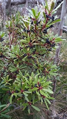 Tasmannia xerophila