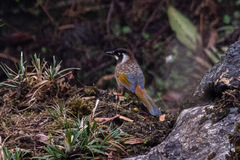 Trochalopteron affine