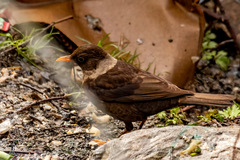 Turdus albocinctus
