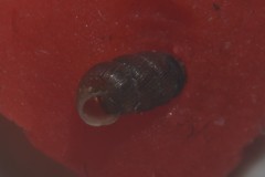 Truncatellina callicratis