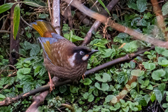 Trochalopteron affine