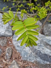 Pterocarya stenoptera