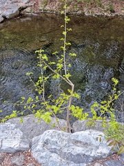 Pterocarya stenoptera