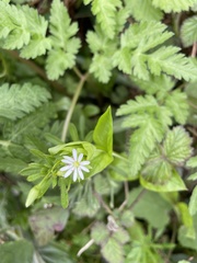 Stellaria neglecta