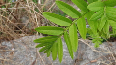 Pterocarya stenoptera