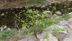 Pterocarya stenoptera