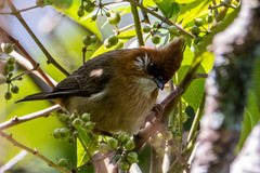 Yuhina bakeri
