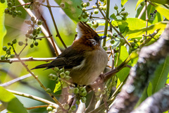 Yuhina bakeri