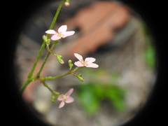 Stylidium ornatum