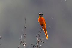 Pericrocotus ethologus