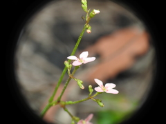 Stylidium ornatum