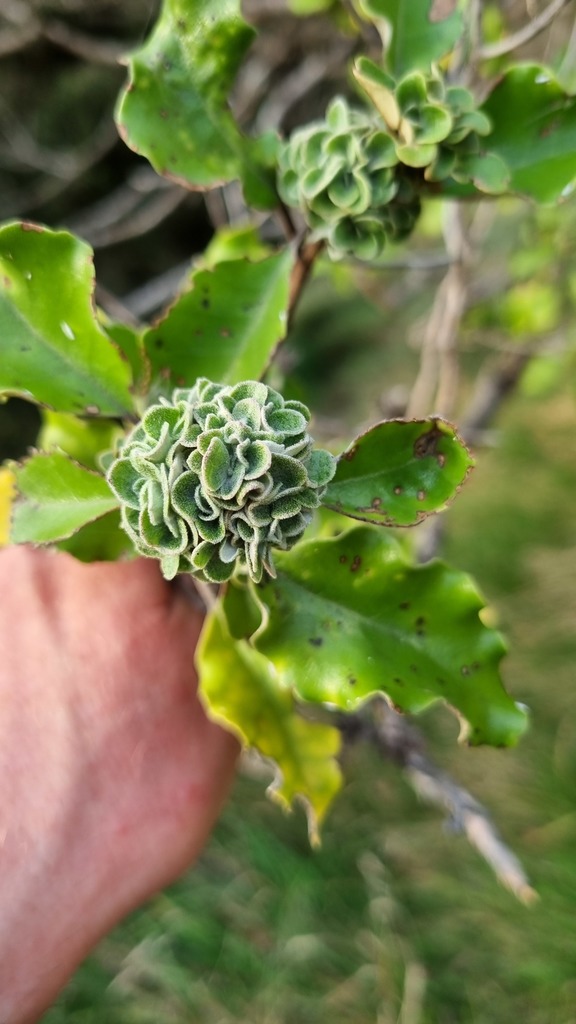 Oligotrophus oleariae
