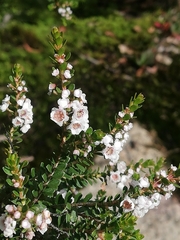 Thryptomene saxicola
