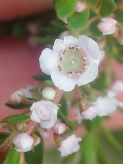 Thryptomene saxicola
