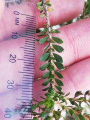 Thryptomene saxicola