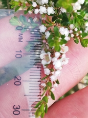 Thryptomene saxicola