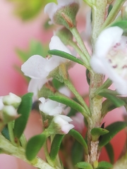 Thryptomene saxicola