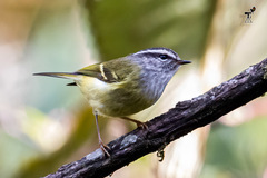Phylloscopus maculipennis