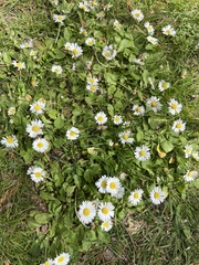 Bellis perennis