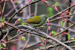 Aethopyga nipalensis