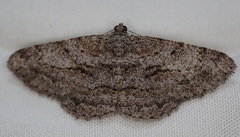 Psilalcis isombra