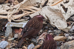 Carpodacus edwardsii