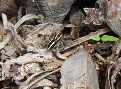 Stenaelurillus termitophagus