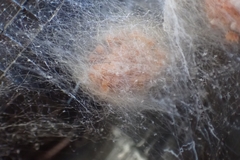 Araneae