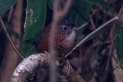 Spelaeornis troglodytoides
