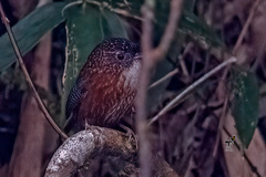 Spelaeornis troglodytoides