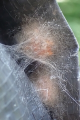 Araneae