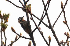 Dryobates cathpharius