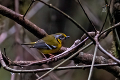 Pteruthius melanotis