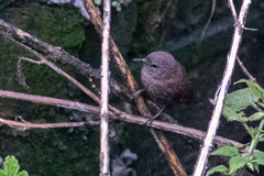 Troglodytes troglodytes