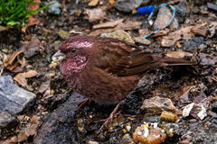 Carpodacus edwardsii