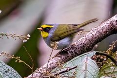 Abroscopus schisticeps