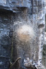 Araneae