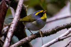 Abroscopus schisticeps