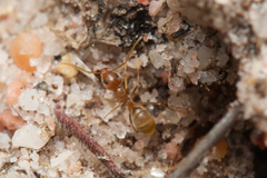 Iridomyrmex pallidus