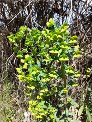 Euphorbia