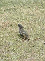 Sturnus vulgaris