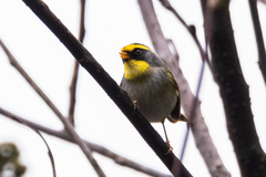 Abroscopus schisticeps