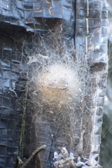 Araneae
