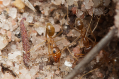 Iridomyrmex pallidus