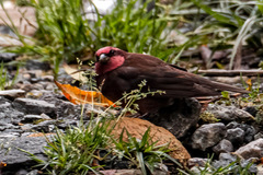 Procarduelis nipalensis