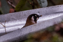 Trochalopteron affine