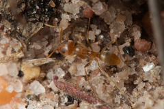 Iridomyrmex pallidus