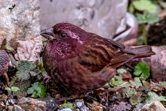 Carpodacus edwardsii