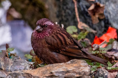 Carpodacus edwardsii