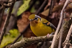 Pteruthius melanotis